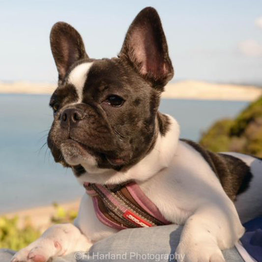 She is now a very healthy Frenchie thanks to Doggy Daily