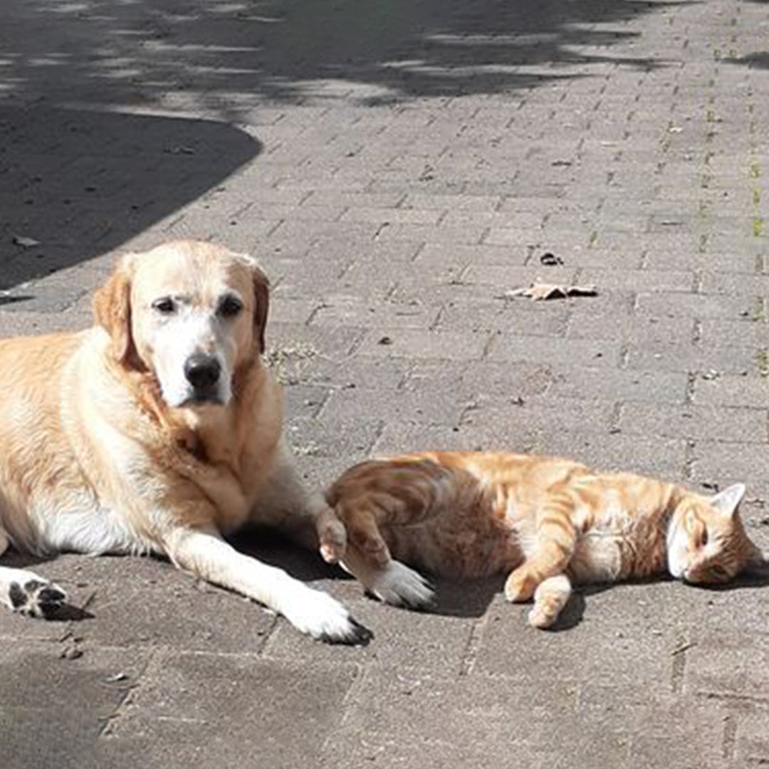 My dog loves Doggy Daily