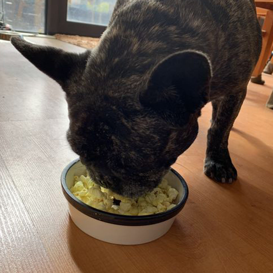 Olive loves her doggy daily popcorn!