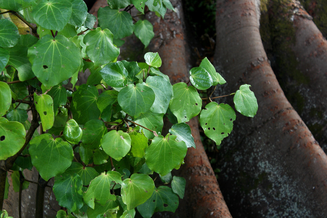 The Beautiful Story Behind Our Kawakawa and Manuka Balm