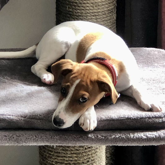 Douglas the puppy is thriving on Doggy Daily!