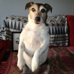 Bliss Balls have given Murrays furry best friend the energy she needed