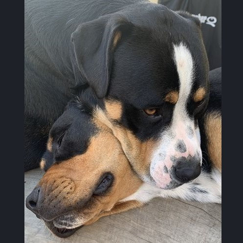 These three Rotties love the taste of Doggy Daily