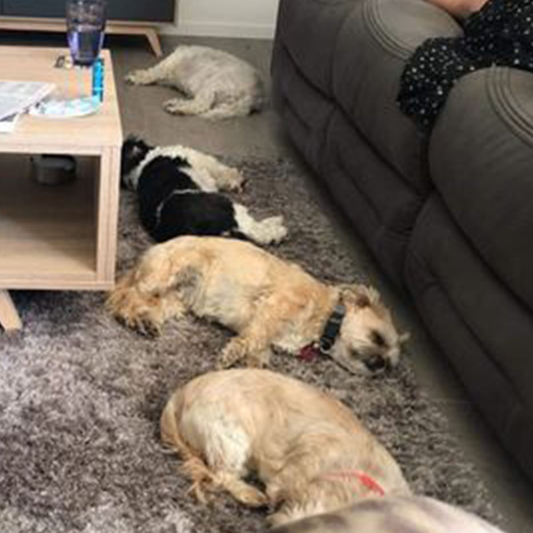 They all love doggy daily