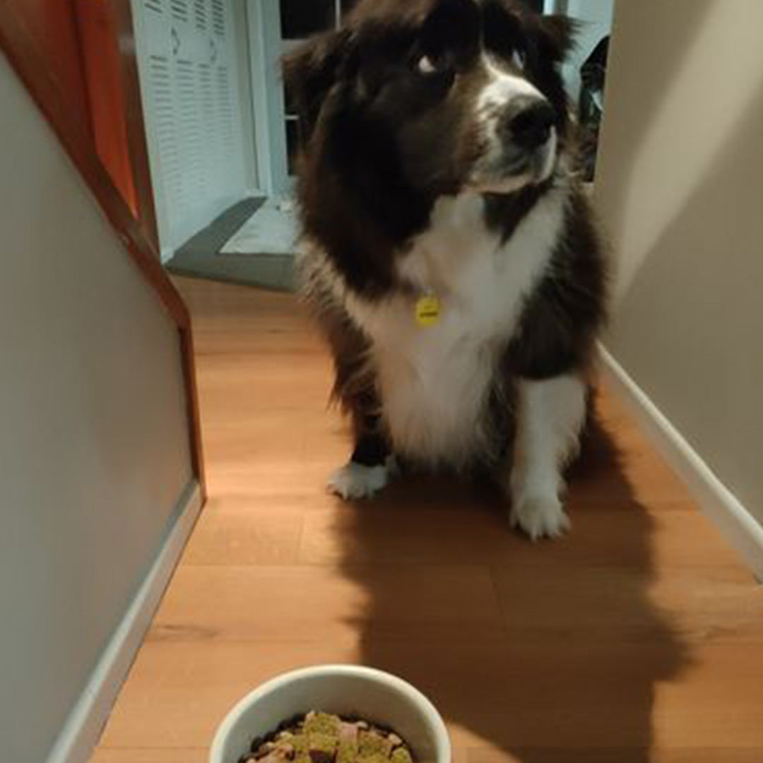 We love how natural doggy daily is