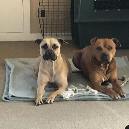 We tried so many products but nothing has worked like Doggy Daily!
