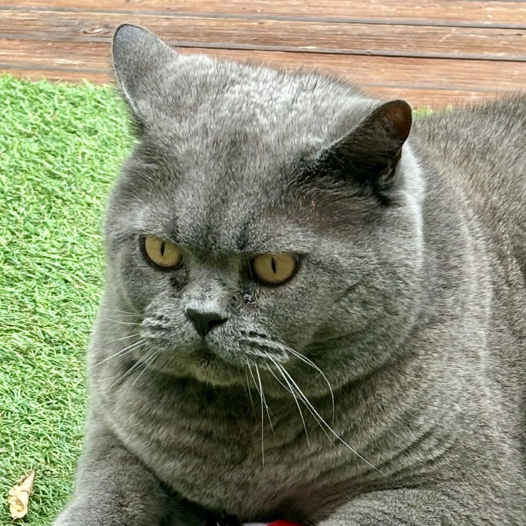 Gunky Weepy, gunky eyes reduced thanks to MOGGY DAILY!! – Olive's Kitchen