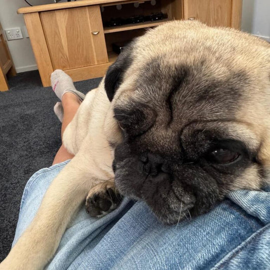 SAY GOODBYE TO PAW LICKING !!!