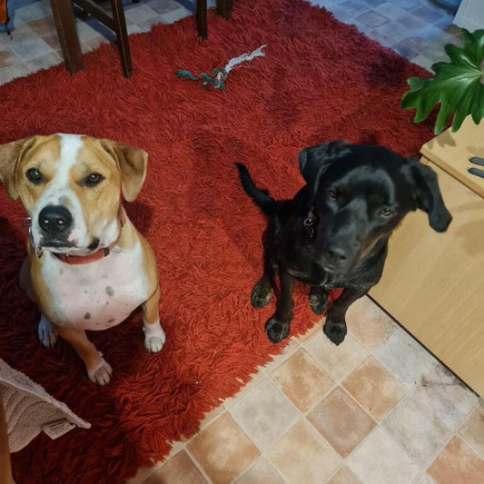DOGGY DAILY LOVE NUGGETS A HIT!