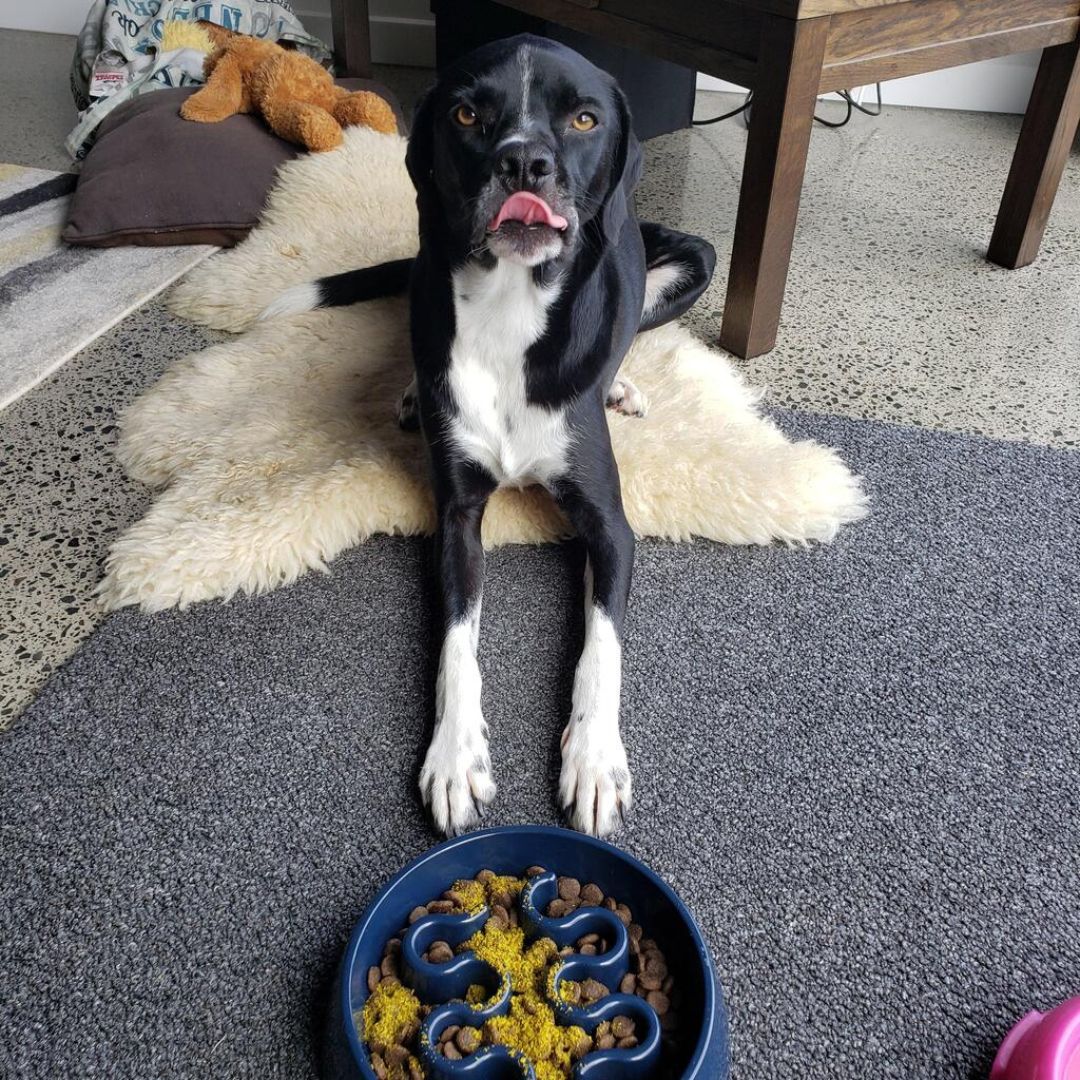 SPIKE LOVE DOGGY DAILY!!!!