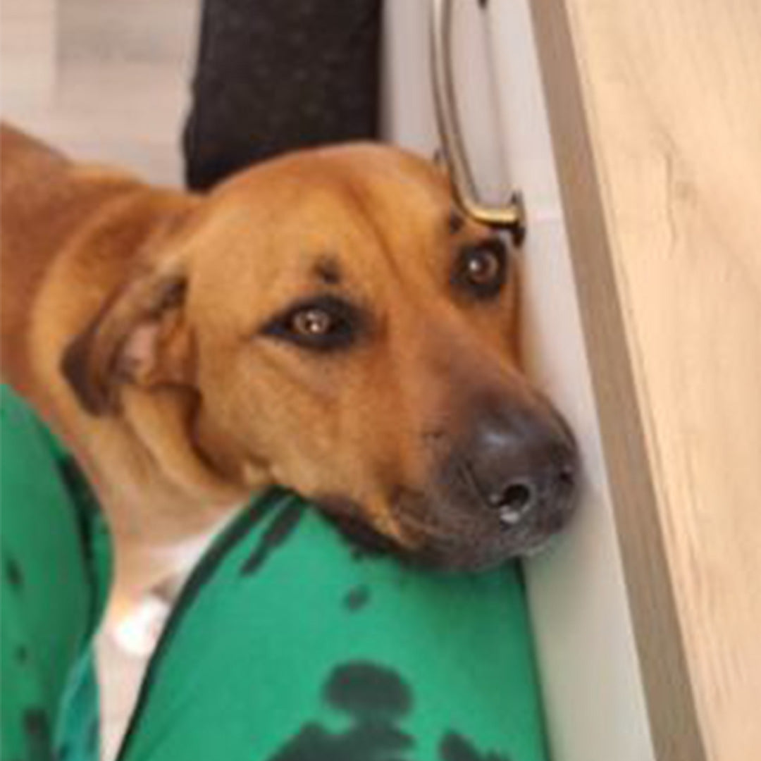 Freya loves her pupnut butter