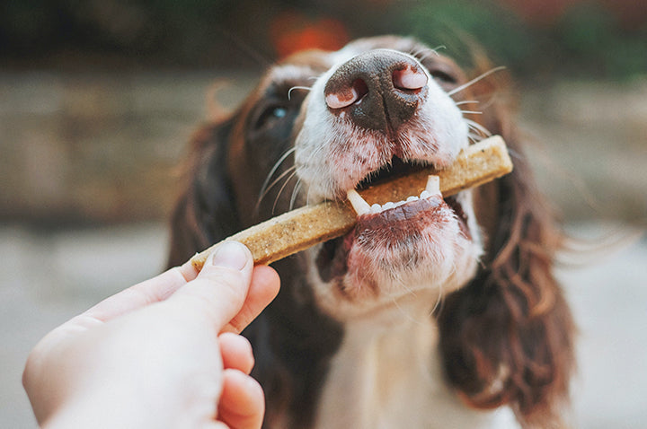 Not All Dog Treats Are Good For Dog Health