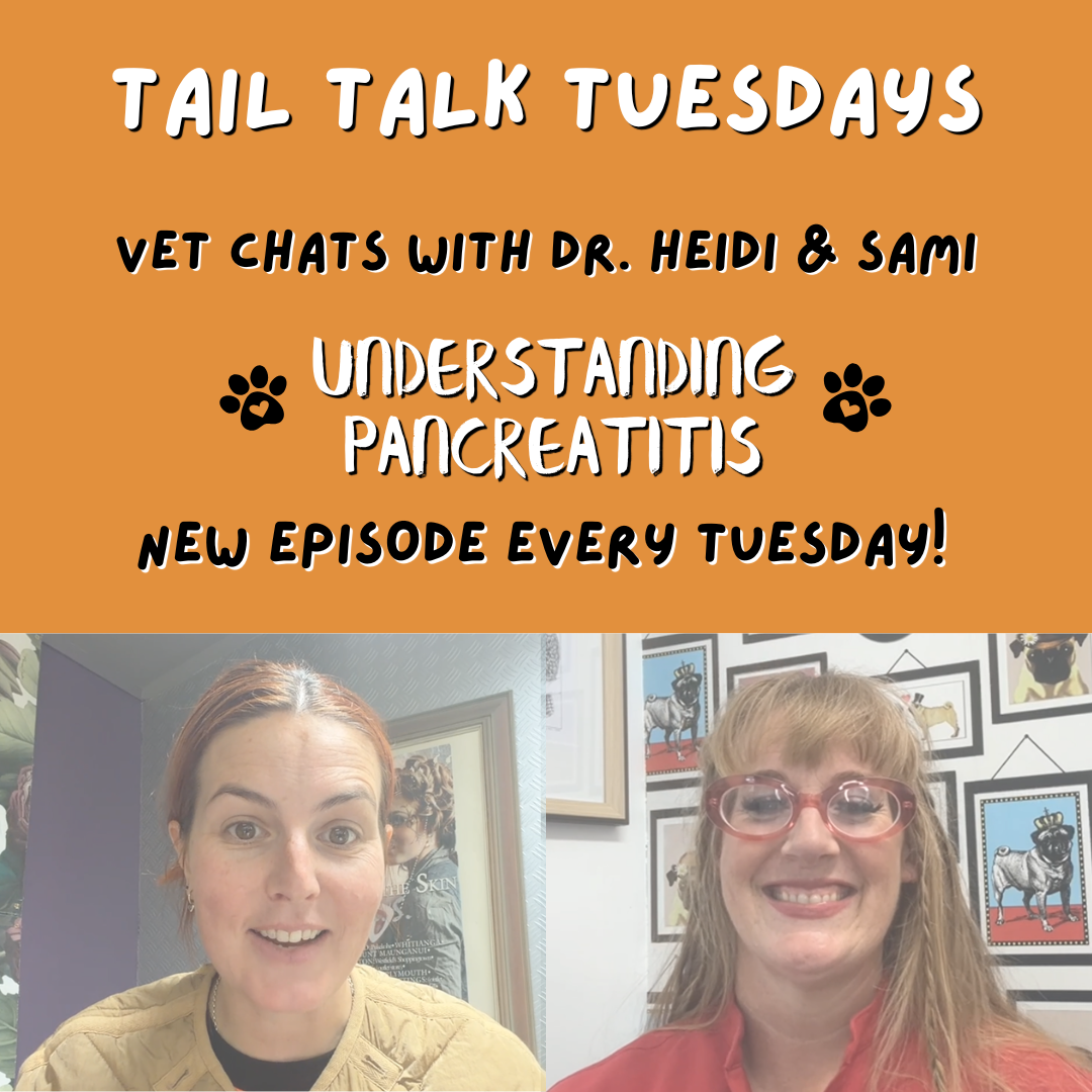 Understanding Pancreatitis | Full Vet Session with Dr Heidi