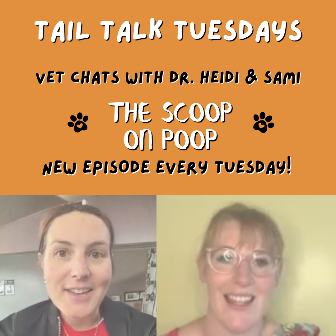 The Scoop on Poop | Full Vet Session with Dr Heidi