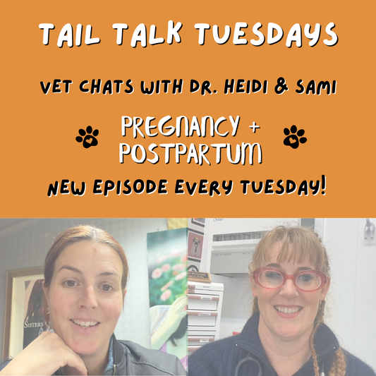 Pregnancy & Postpartum Care for Dogs | Full Vet Session with Dr Heidi