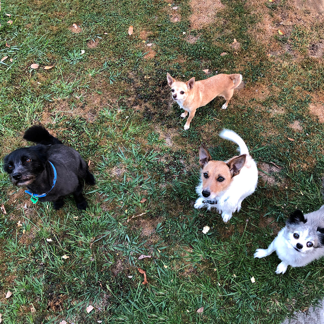 Pico, Pepe, Felix & Ruby