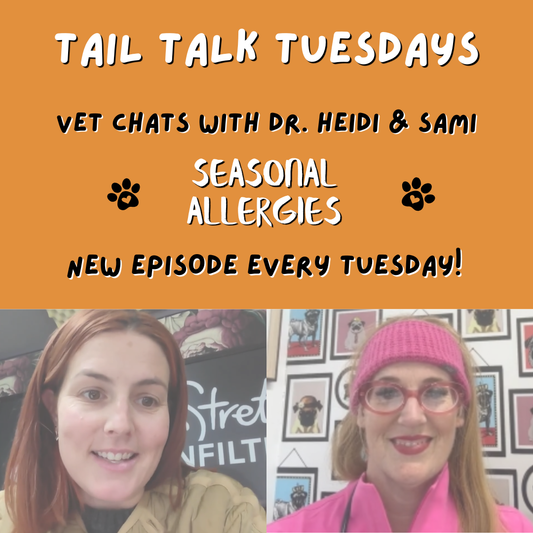 Seasonal Allergies in Dogs | Full Vet Session with Dr Heidi