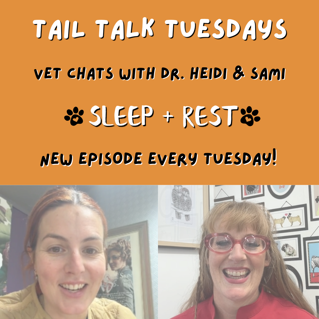 The Power of Rest | Full Vet Session with Dr Heidi