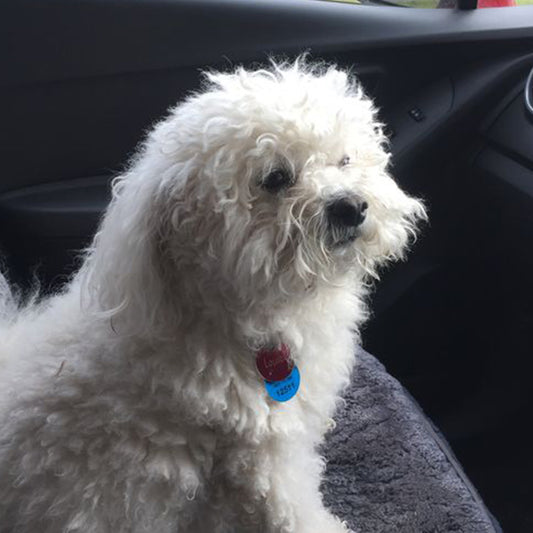 I can't believe how much Doggy Daily has worked