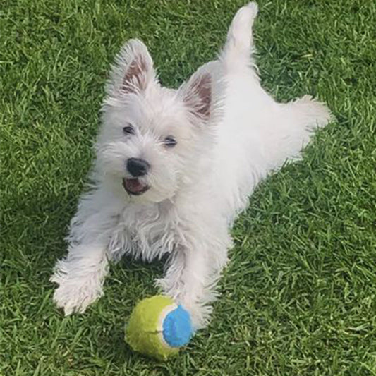 Molly loves Doggy Daily and Bliss Balls!