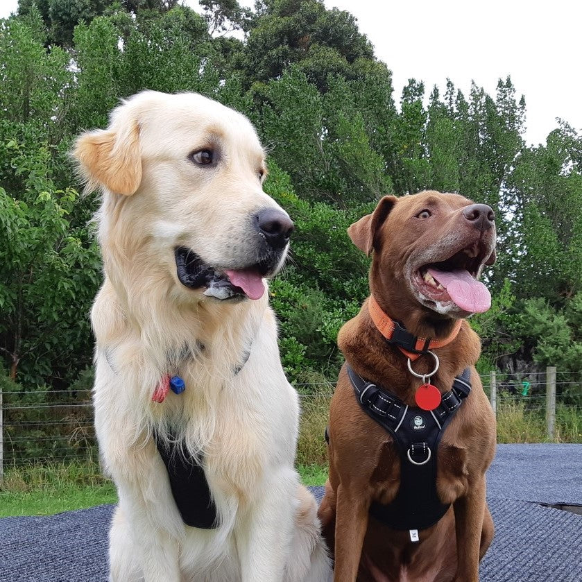 Brothers Marley and Jerey get compliments in public