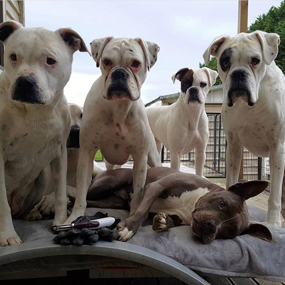 The Boxers & The Bully’s Pack