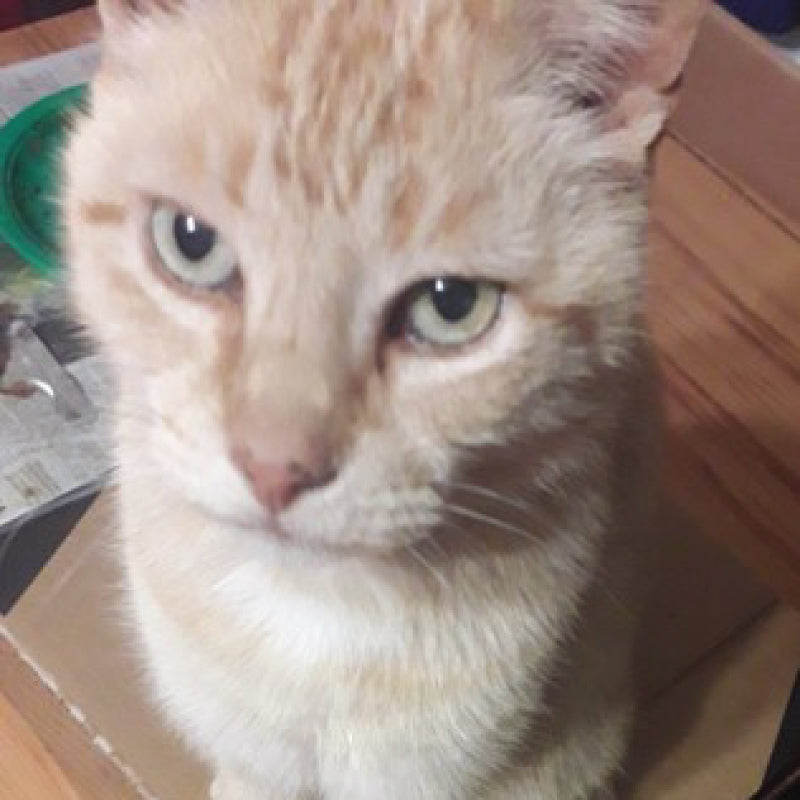 Toby