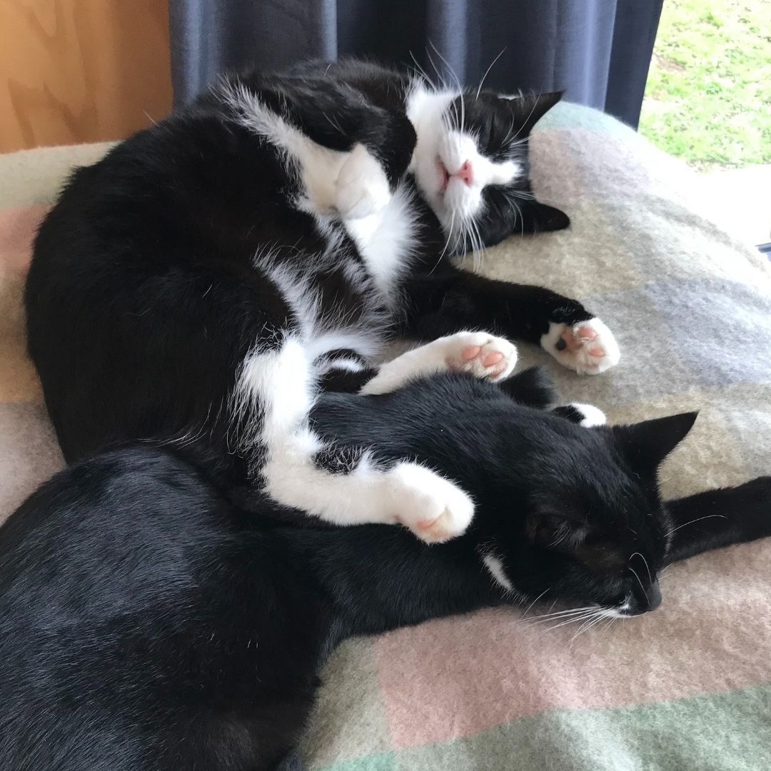 Mr Meowgi & Moggy Daily Success