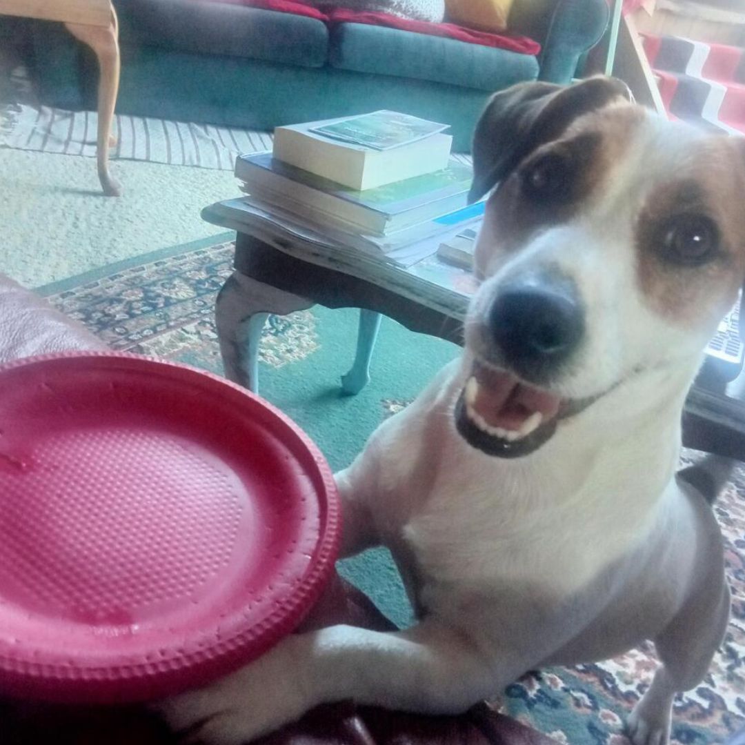 Happy Hound!