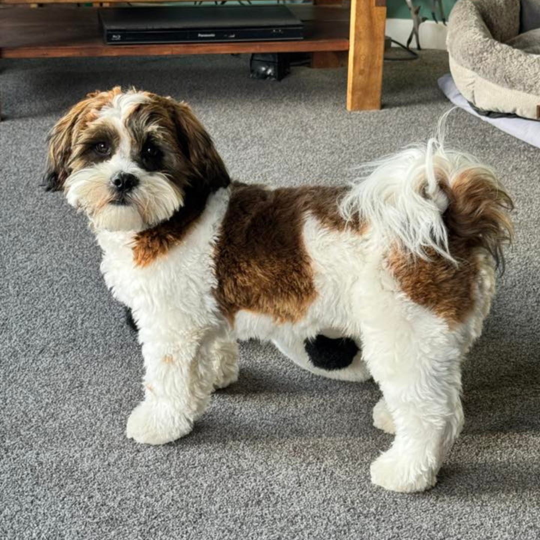 This powder has helped!