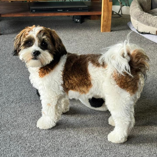 This powder has helped!