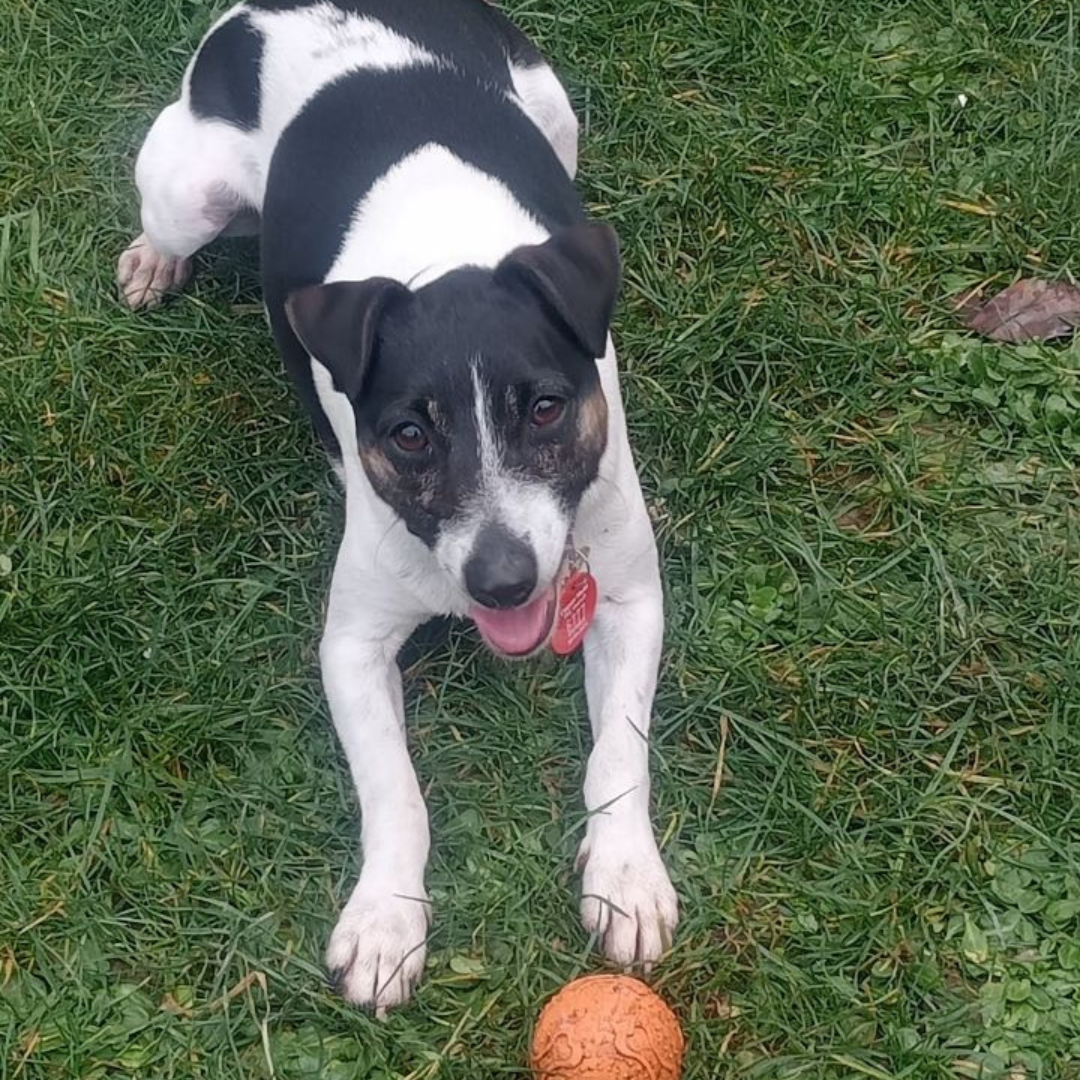 Coat softer and redness gone after 6 days!