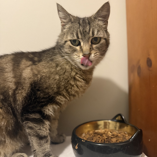 Olive’s Kitchen Catnip has transformed her life!