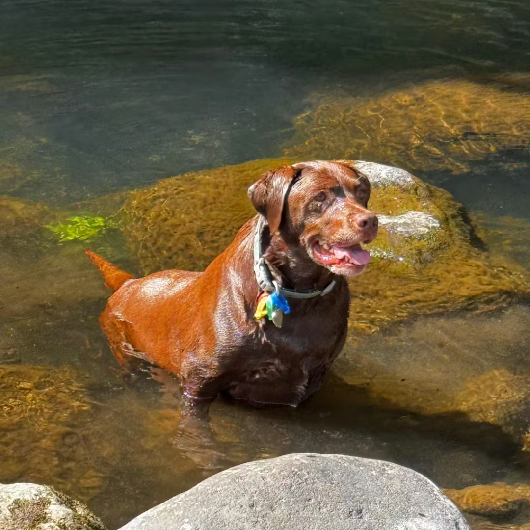 Using Mushroom Powder for my dog with cancer