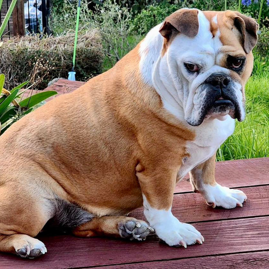 No more itching and pink paws!