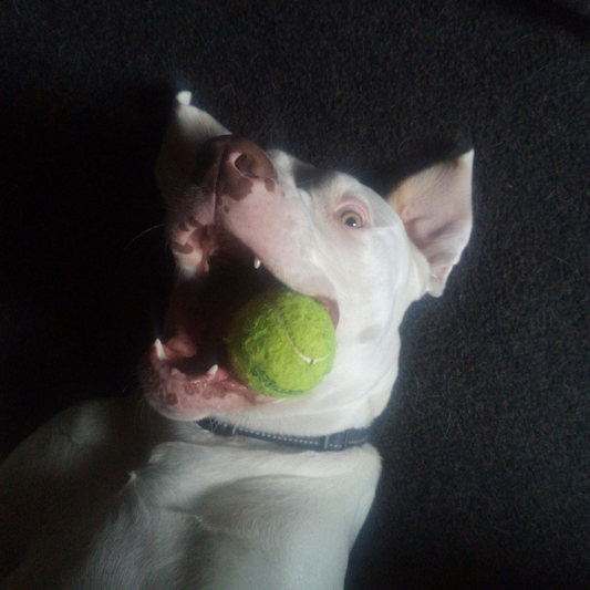 My girl is so much happier!