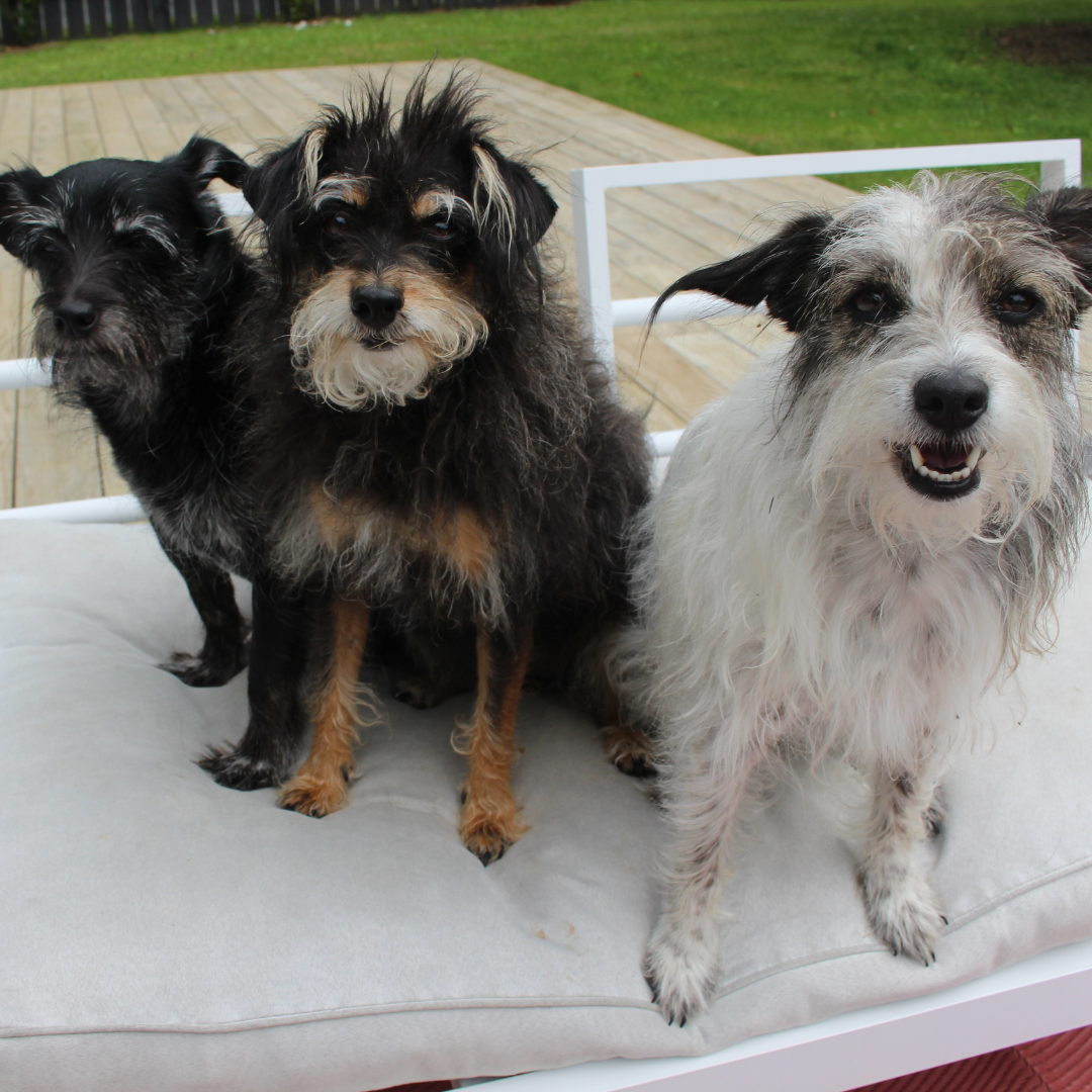 They LOVE it!