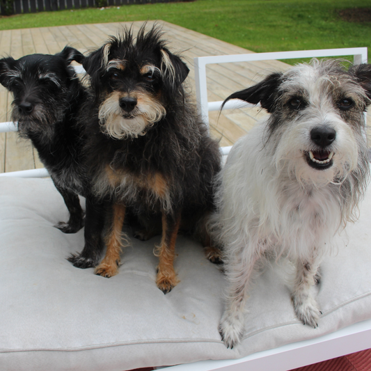They LOVE it!