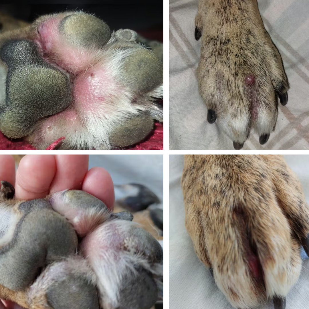 From constant licking to happy paws again!