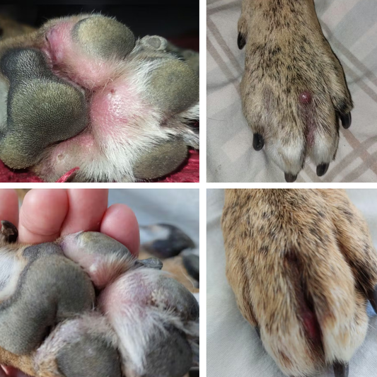 From constant licking to happy paws again!