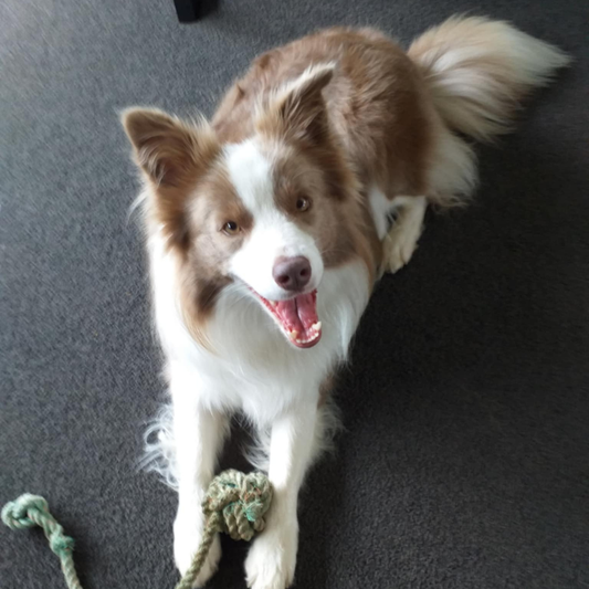 SHE IS SUCH A HAPPIER DOG!