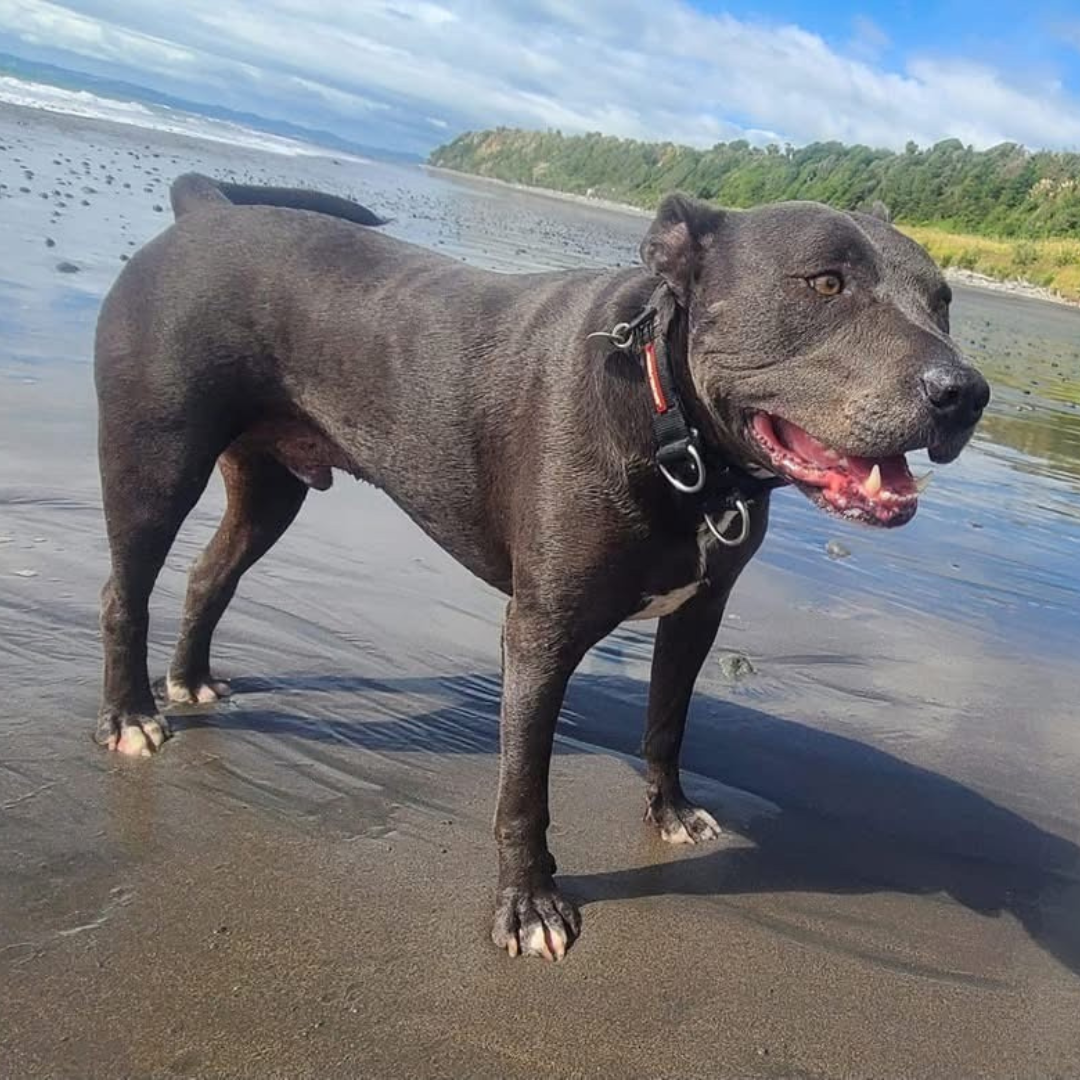 One very happy boy and happy owner too!