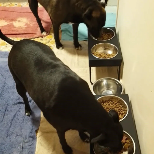 Wagging for Dinner 🐶