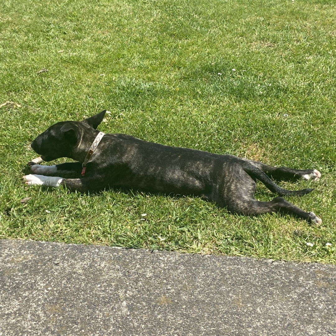 They ACTUALLY work! 🐶