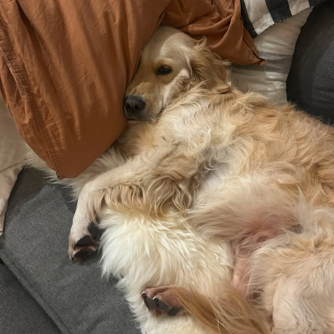 She now wants to play with us and is genuinely more happy!