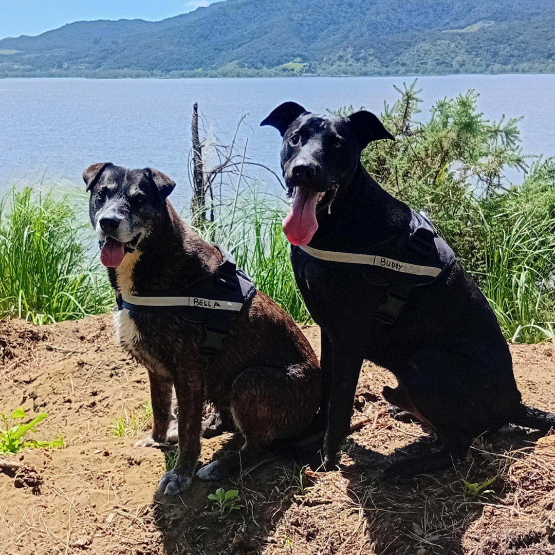 The relief in both dogs is amazing!