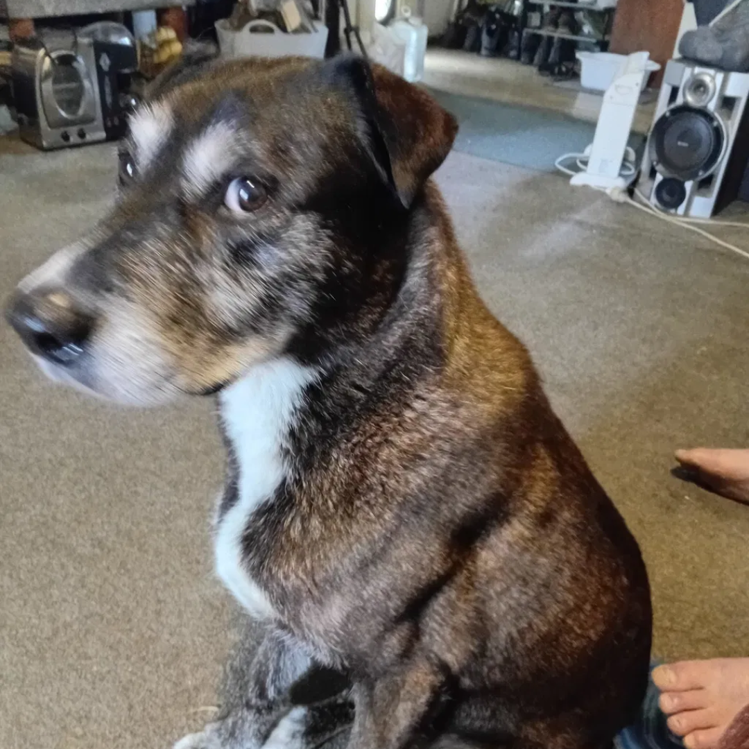 This has given our old girl a fountain of youth!