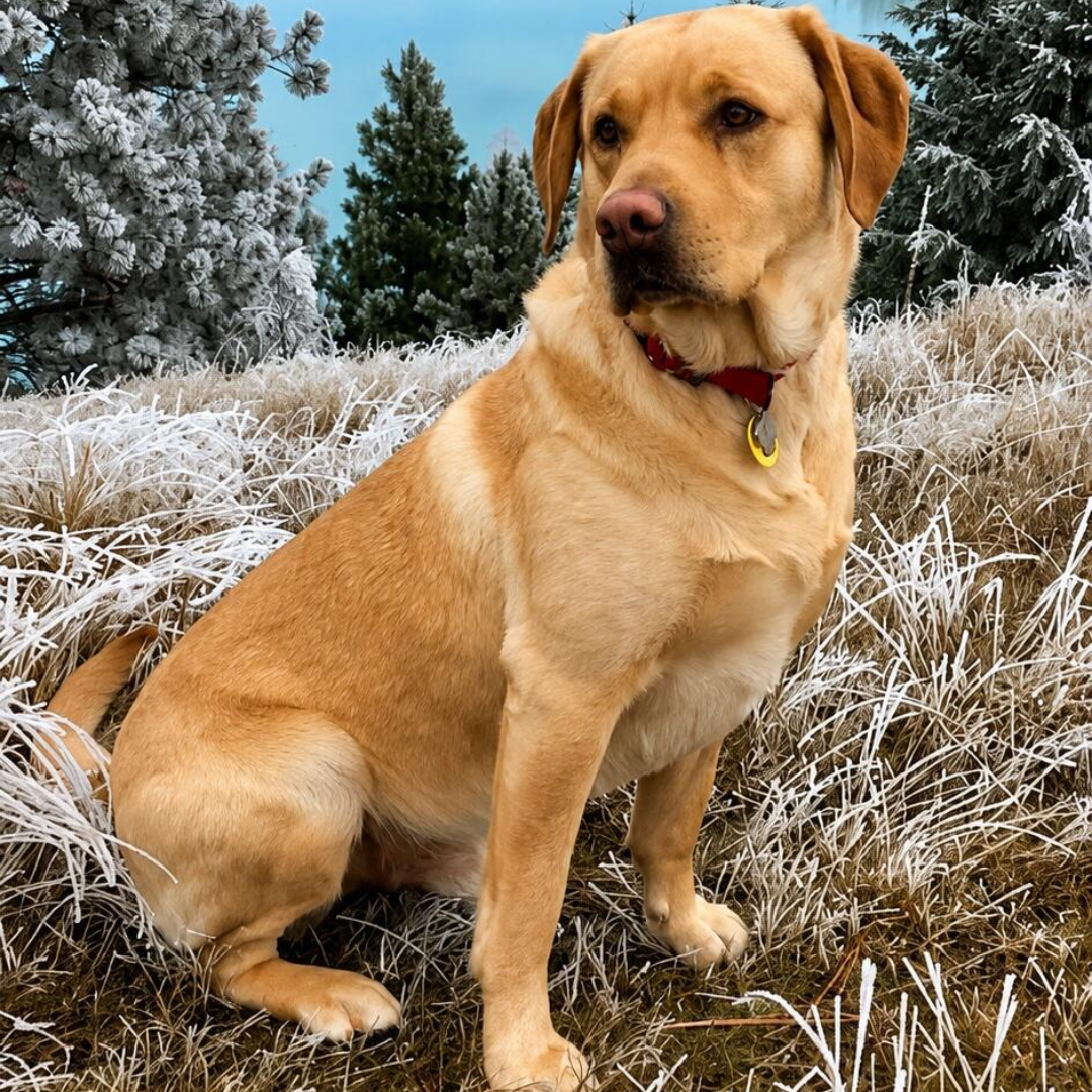 His coat is soft and shiny!