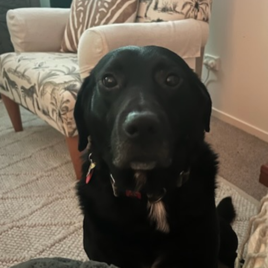 Doggy Daily Really Works!!