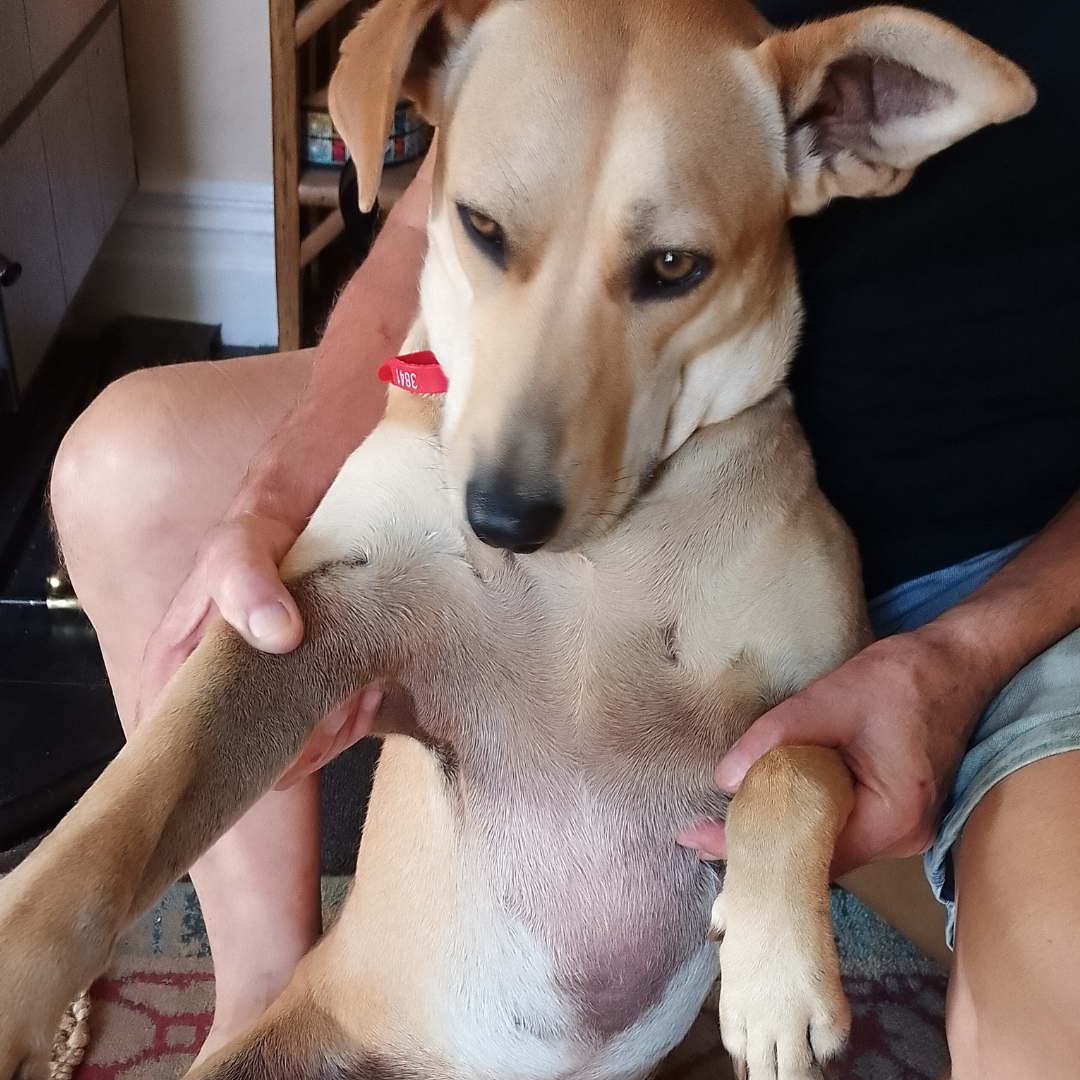 Great success with grass allergy